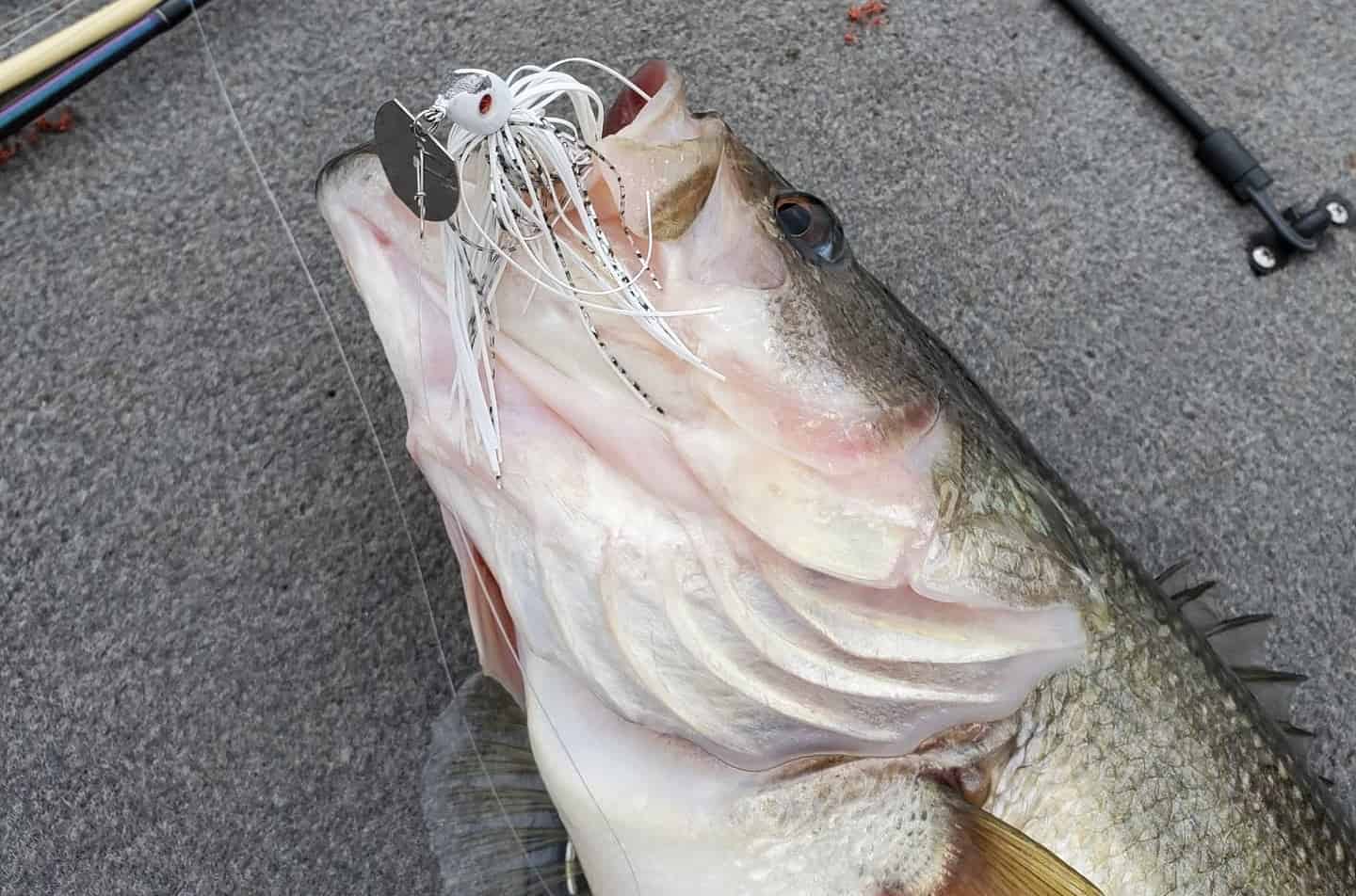 Four Different Reasons A Bass Will Bite Your Bait