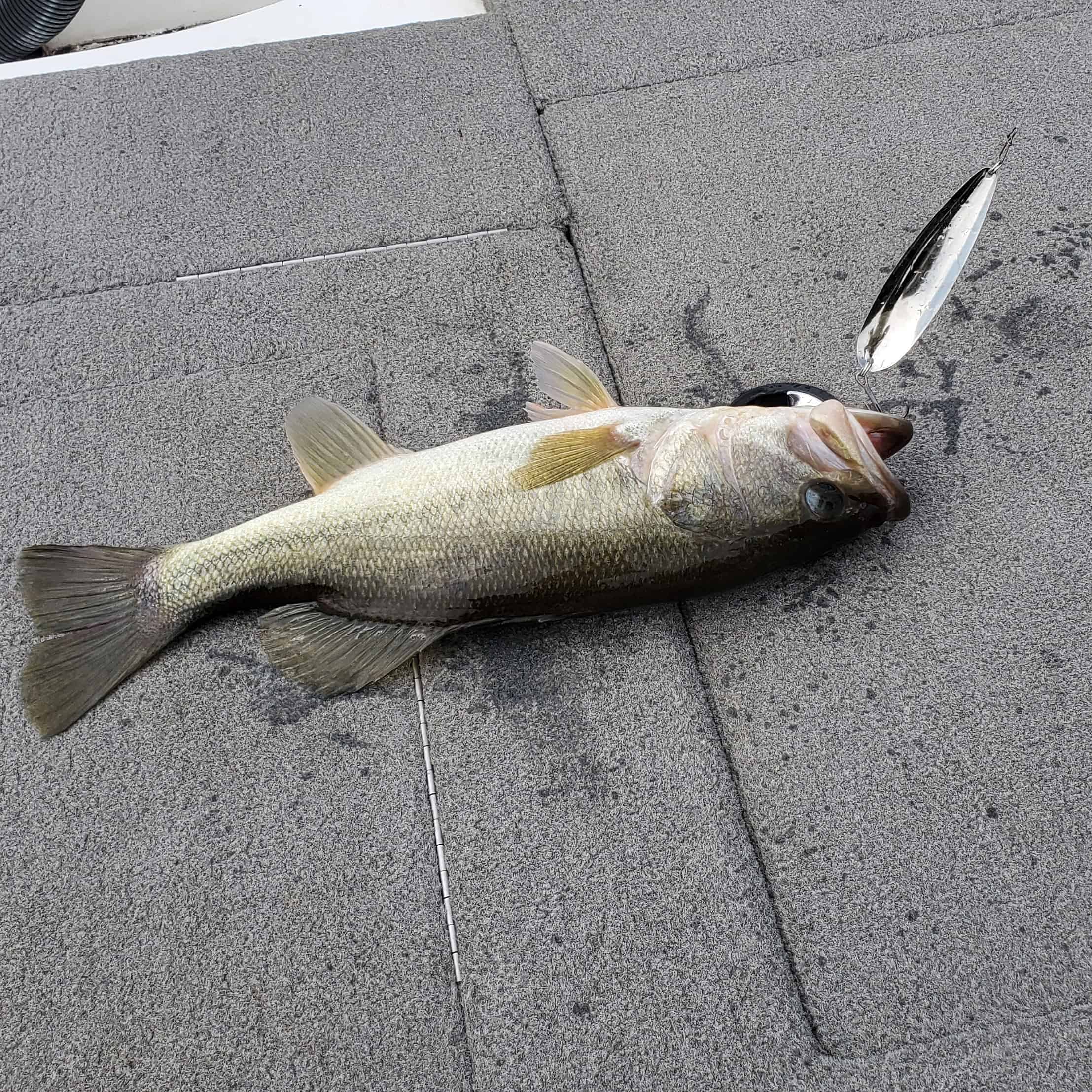 shearon harris largemouth bass on flutter spoon