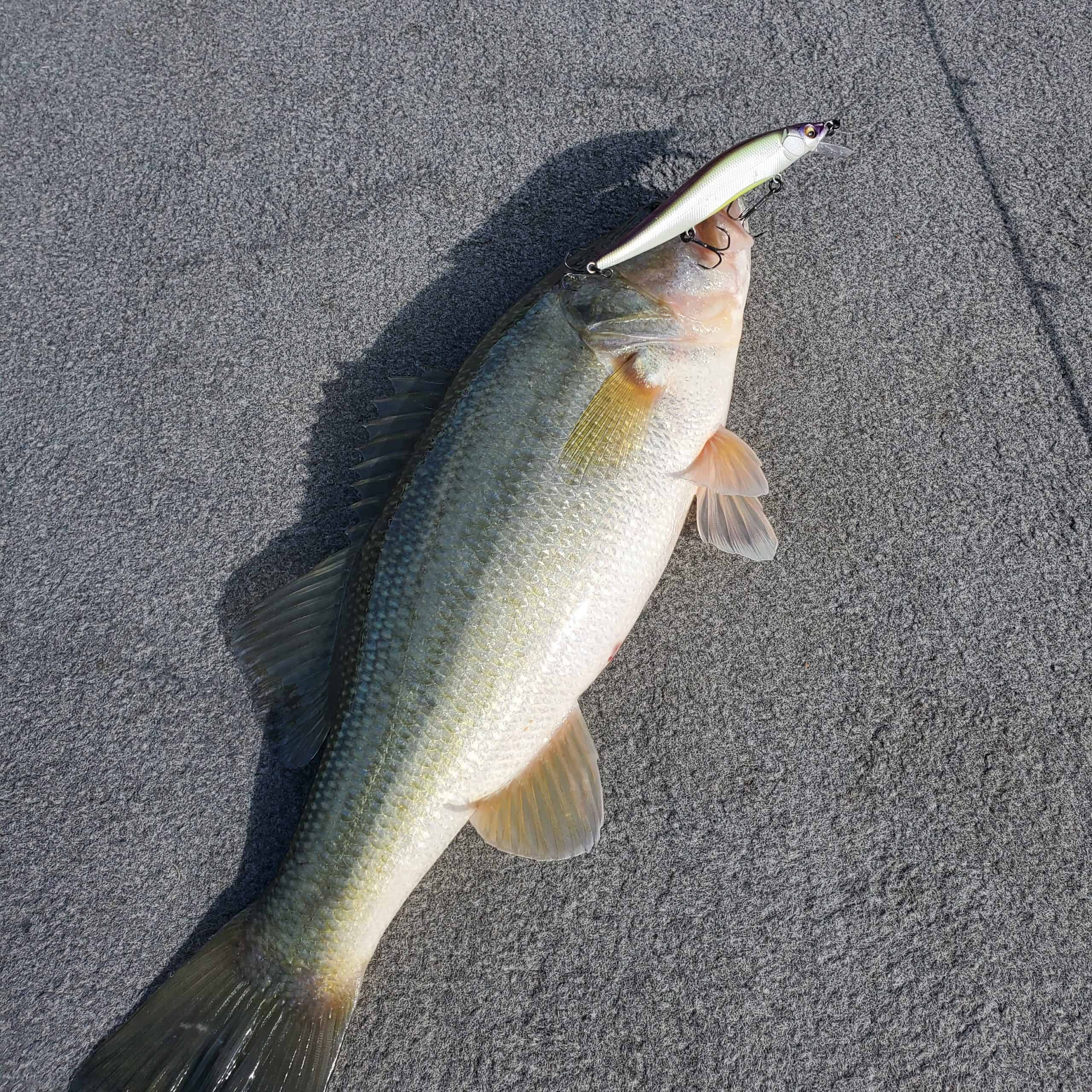 shearon harris bass caught on a jerkbait