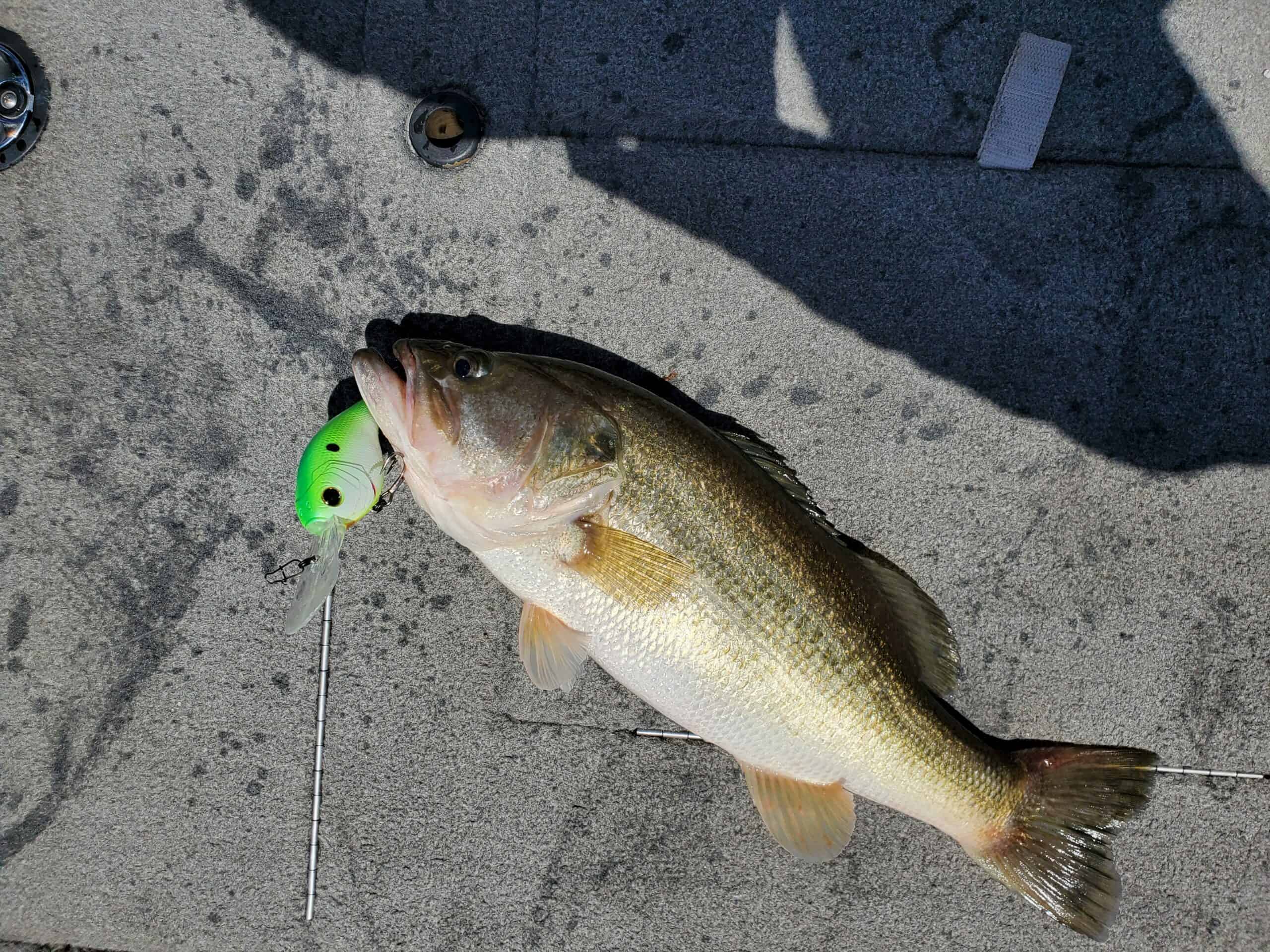 Best Summer Bass Fishing Baits