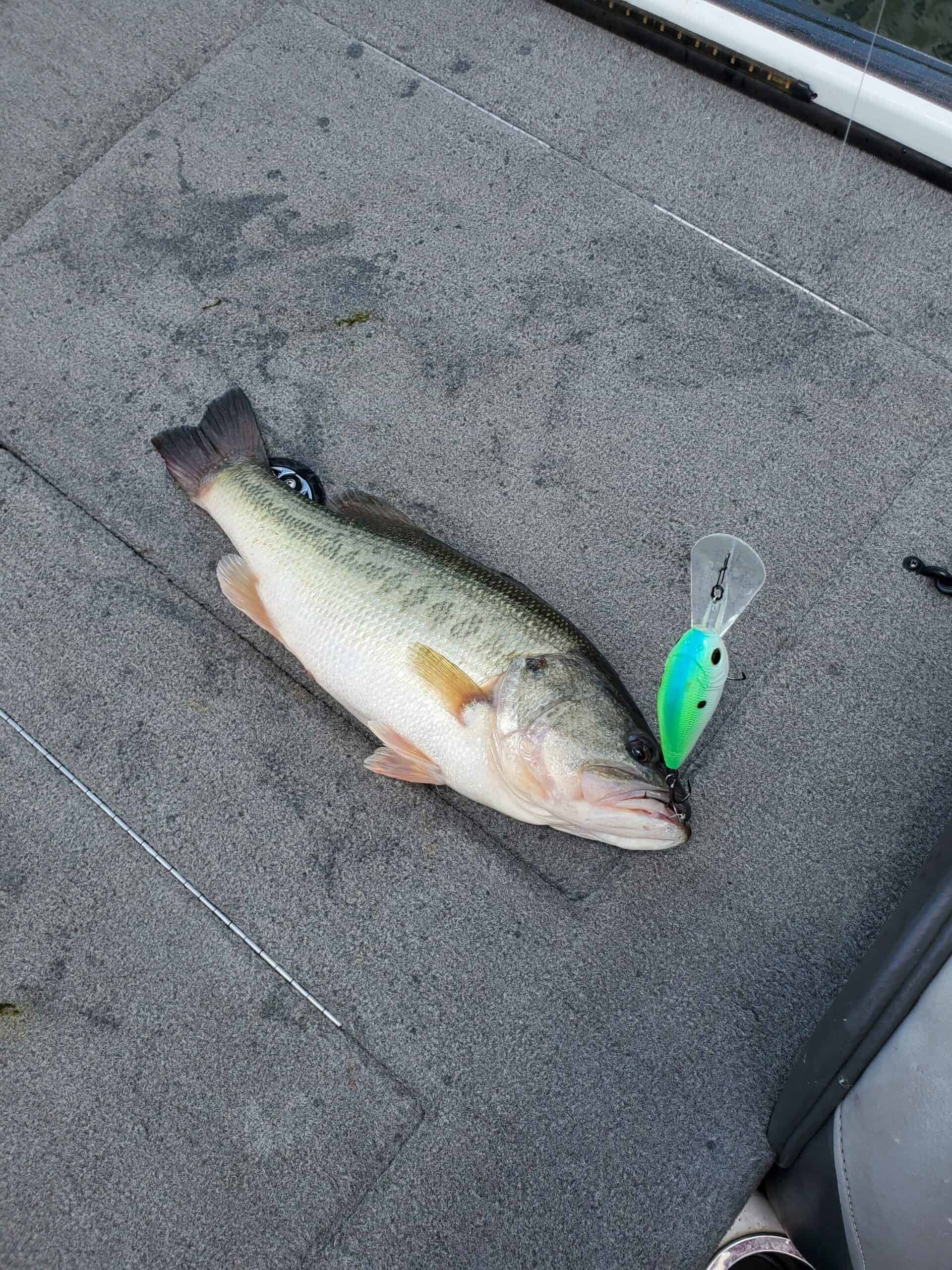 Catching Bass in July:  How-to!