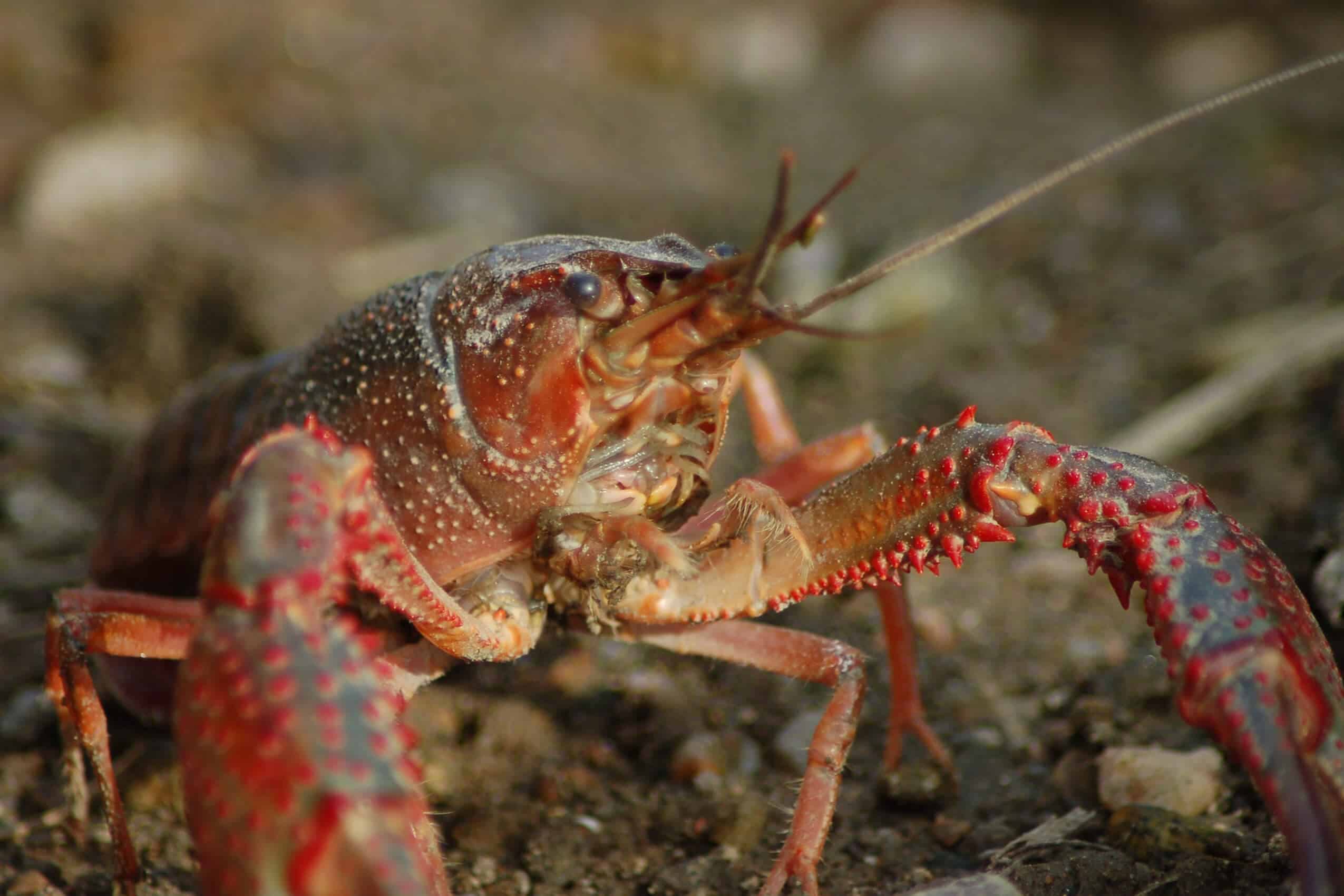 Understanding The Crayfish – With Biologist Zachary Loughman (2024