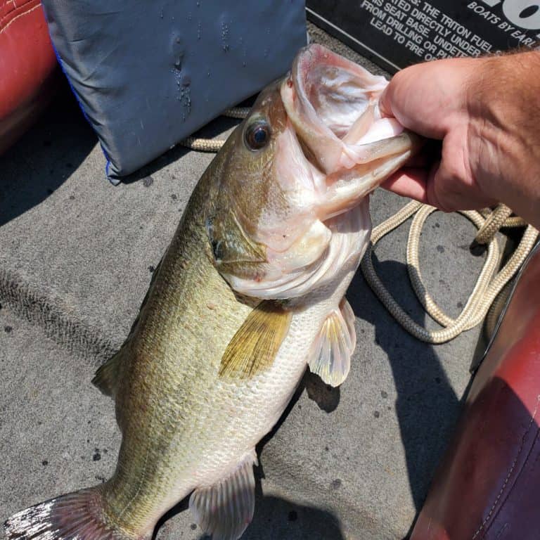 The Key to Catching Fall Bass is Keeping An Open Mind