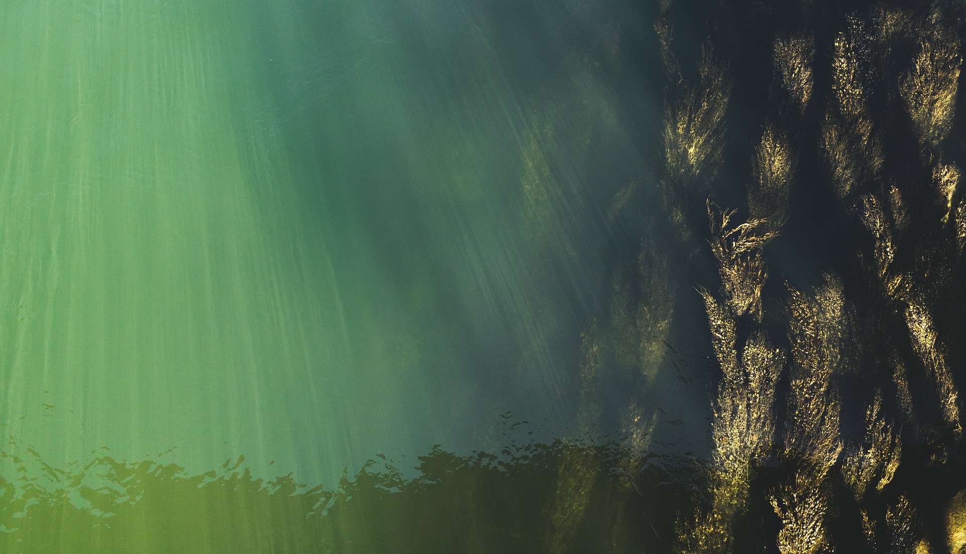Submerged Grass