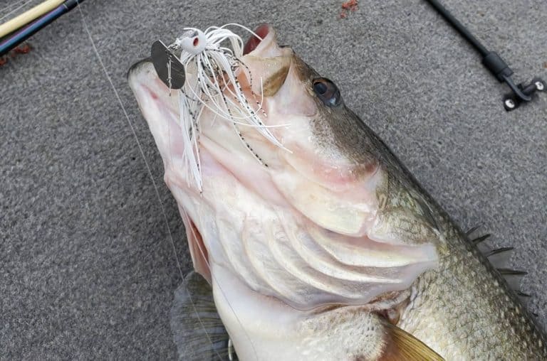 For North Carolina anglers, winter means downsizing bass baits