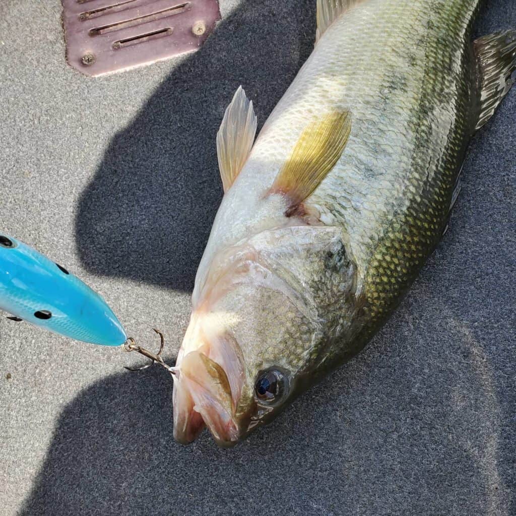 NC bass fishing summertime deep cranking