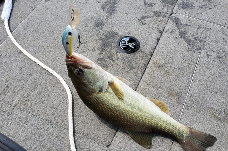 bass caught on a strike king 8xd
