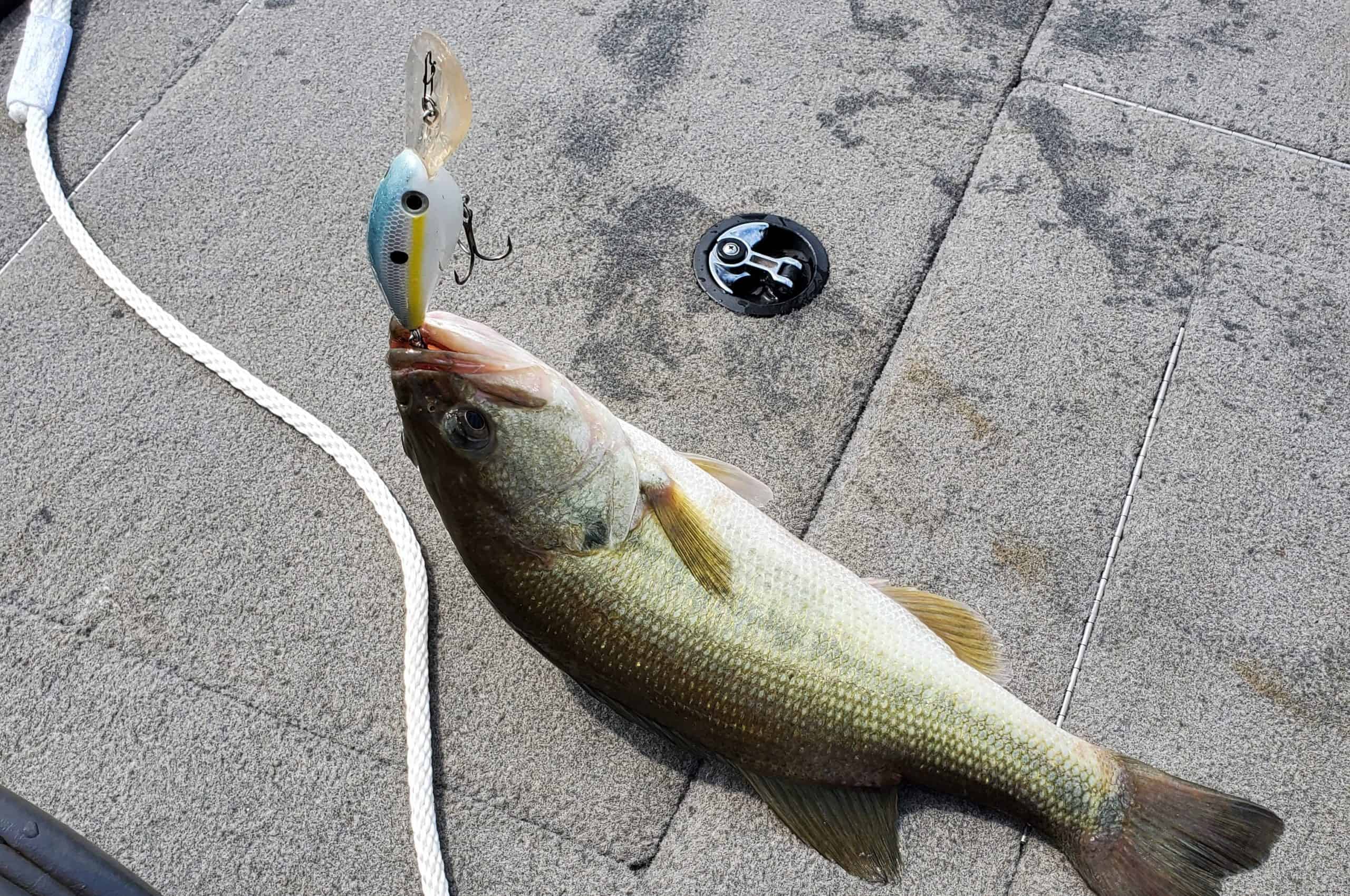 bass caught on a strike king 8xd