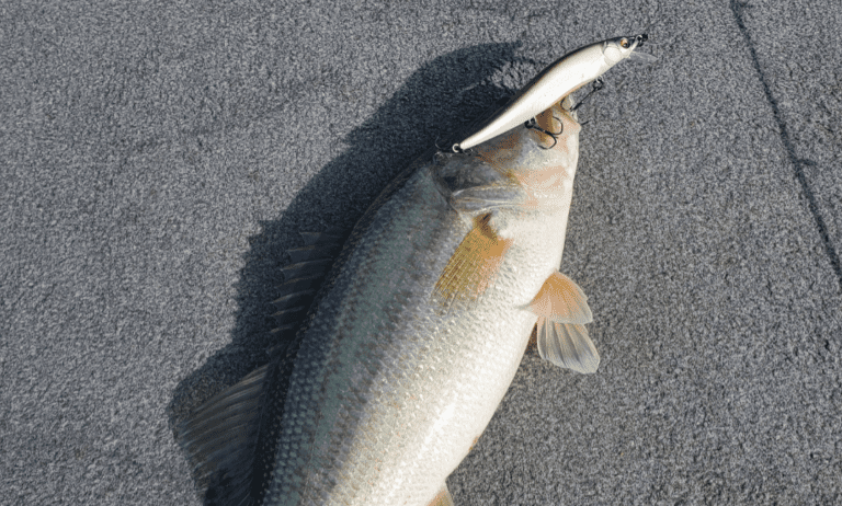 5 Things You Must Know to Catch Bass in the Winter