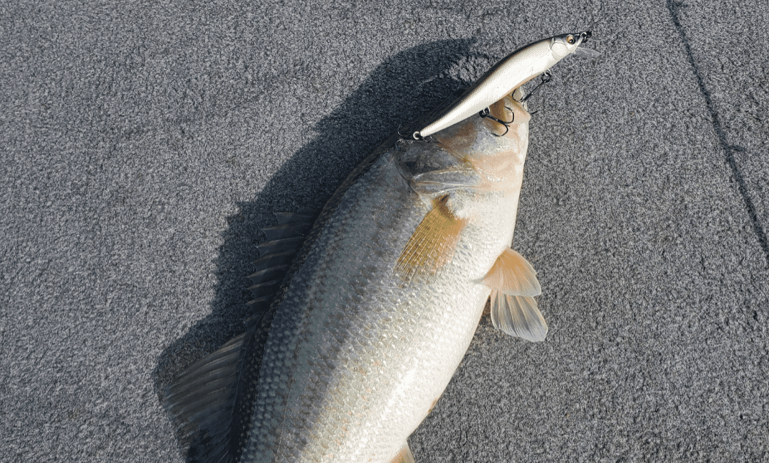 Winter bass-fishing tips