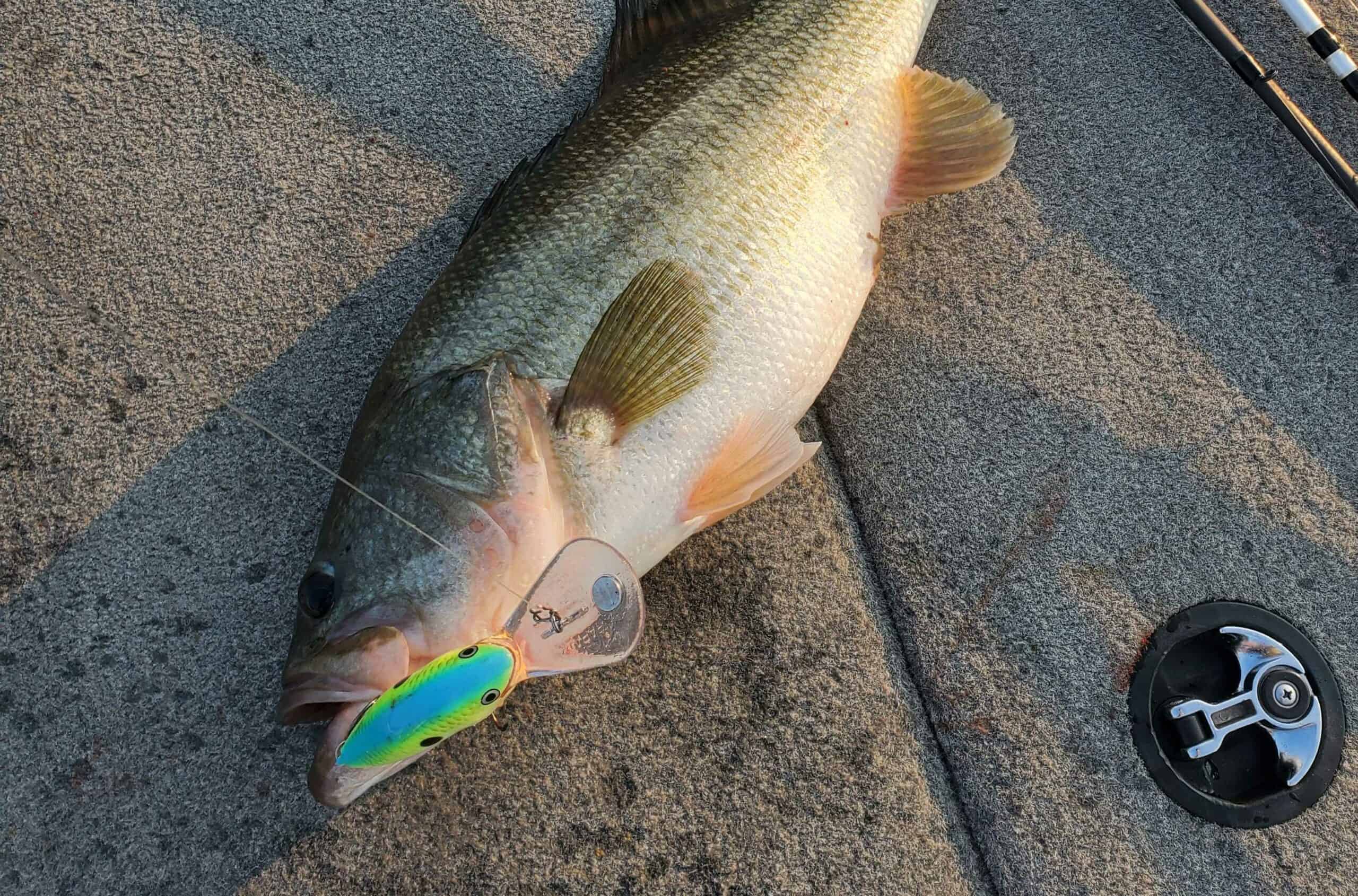 How to Find Bass in the Summer (2024) Bass Blog