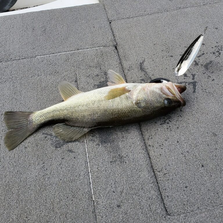 How to Catch Bass in The Winter